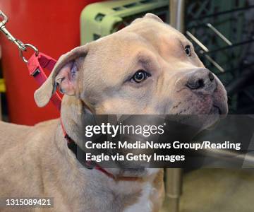Pets of the Week PET#4, Beefy, 4 years, neutered, American Pit Bull 1/9/18 photo by Tim Leedy