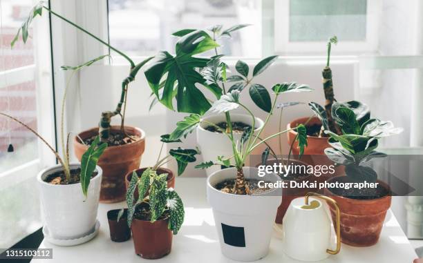 green house plants beside the window - ledge stock pictures, royalty-free photos & images