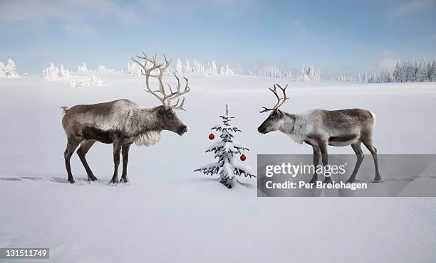 two reindeer looking at christmas tree - man standing in the snow stock-fotos und bilder