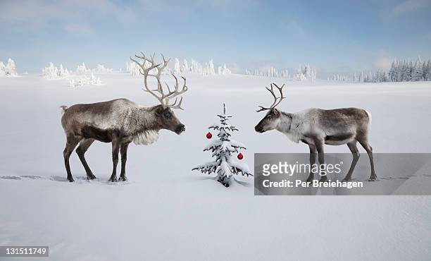 two reindeer looking at christmas tree - reindeer stockfoto's en -beelden