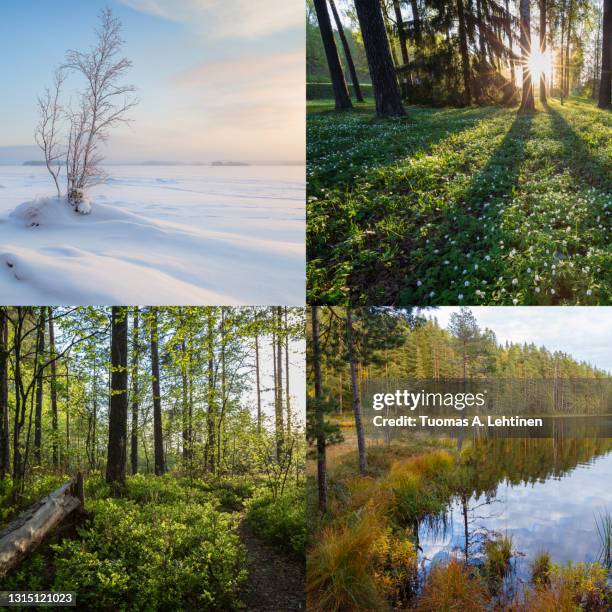 four seasons in finland - winter, spring, summer and autumn. - season 4 fotografías e imágenes de stock