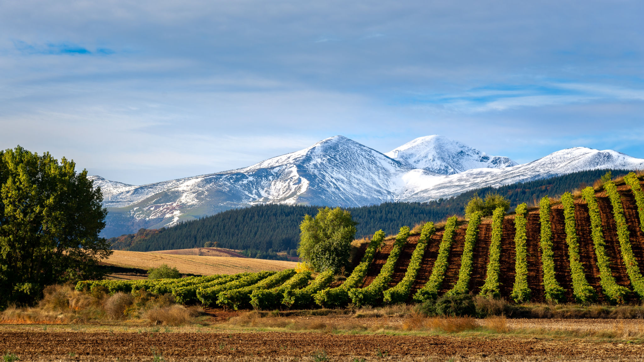 Spanish vineyard