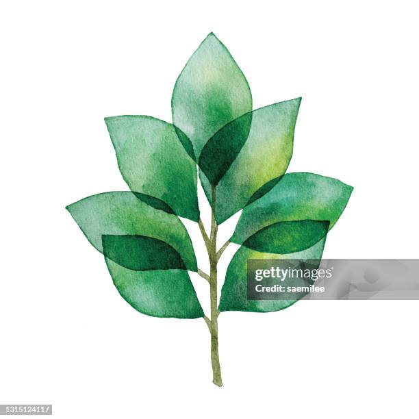 stockillustraties, clipart, cartoons en iconen met de tak van de aquarel met groene bladeren - branch plant part