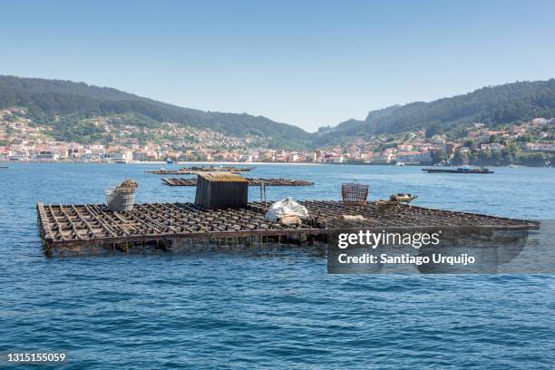 mussels rafts in ria of pontevedra - fish hatchery stock pictures, royalty-free photos & images