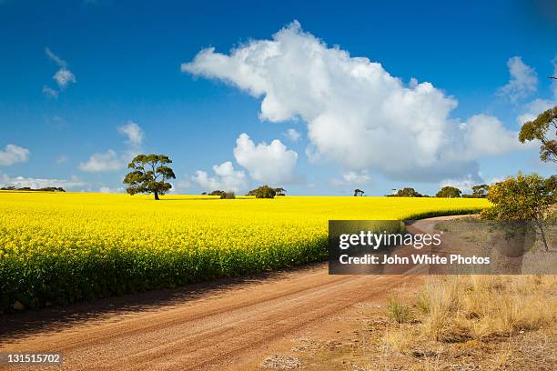 red dusty road and yellow canola. south australia. - country road australia stockfoto's en -beelden