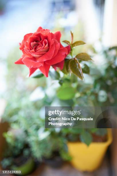 Red Rose Rome Rose To Roma Photos and Premium High Res Pictures - Getty Images
