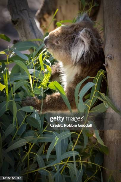 koala sitting in a eucalyptus tree - koala eating stock-fotos und bilder