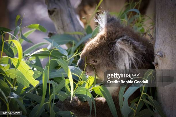 koala eating eucalyptus leaves - koala eating stock-fotos und bilder