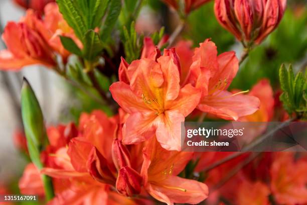 azalea - rhododendron stock pictures, royalty-free photos & images