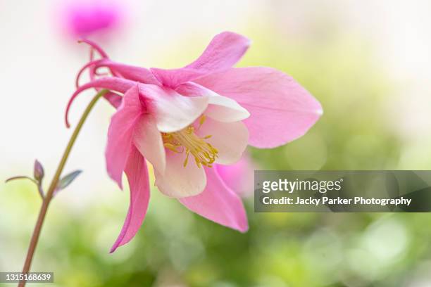 beautiful, spring, pink aquilegia flower also known as columbine flower or granny's bonnet - columbine flower stock pictures, royalty-free photos & images