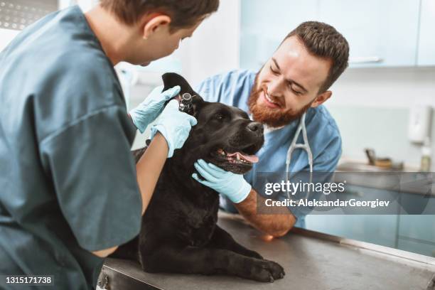 dog gets ear examination by vets - luva vestuário para proteção imagens e fotografias de stock