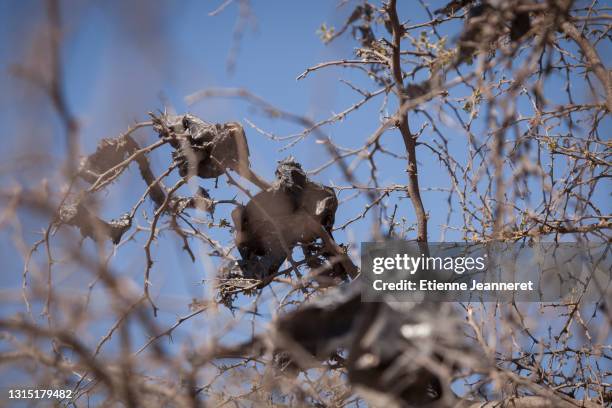 plastic in a tree, vicuna, chile - torn garbage bag stock pictures, royalty-free photos & images