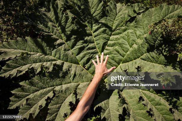 small hand and huge leaves, chiloe, chile - gunnera plant fotografías e imágenes de stock
