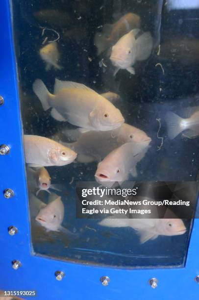 Lab Made Fish Lab Grown Fish Photos and Premium High Res Pictures - Getty Images