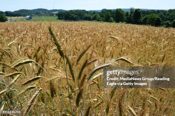 Amber waves of grain. Wheat nearly ready for harvesting in a field beside Camp Road in Brecknock Township. BC Last Look RNP Enterprise IMAGES Photo...