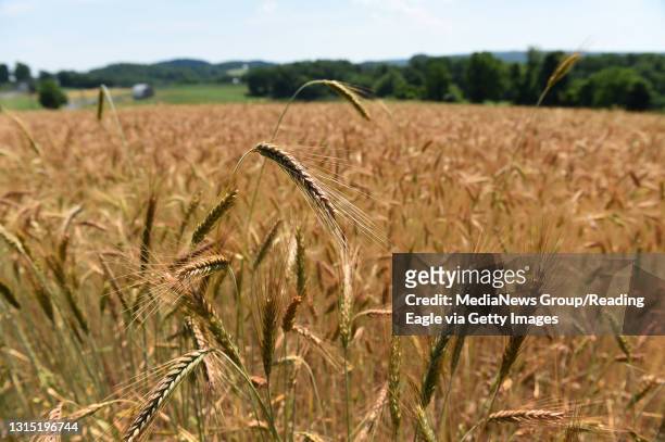Amber waves of grain. Wheat nearly ready for harvesting in a field beside Camp Road in Brecknock Township. BC Last Look RNP Enterprise IMAGES Photo...