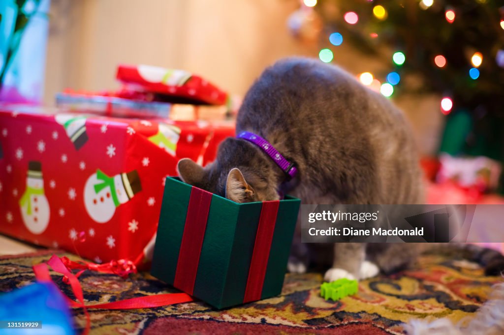 A Cat's Christmas Morning Surprise