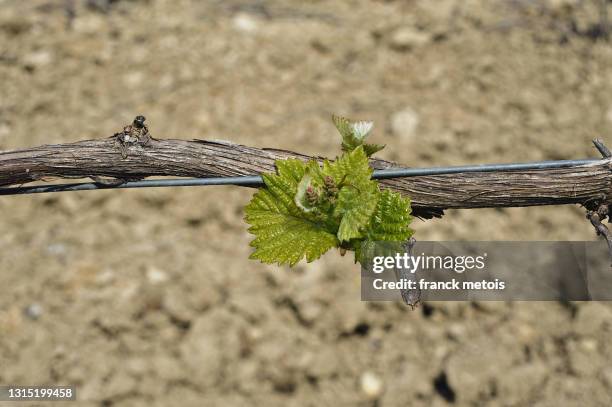 grapevine shoot - planta nova imagens e fotografias de stock