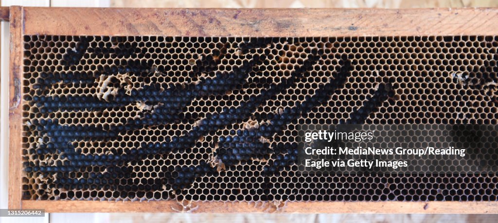 Meadow View Beekeeping - Additional images available from 8/1/15. This frame shows the claw marks of a bear who broke into a hive and now hangs on the wall in the apiary at the Greenwich Township facility of Steven Finke. Beekeeping, Meadow View Beekeep