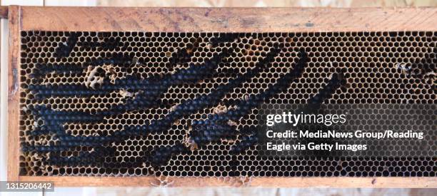 Meadow View Beekeeping - Additional images available from 8/1/15. ..., News Photo