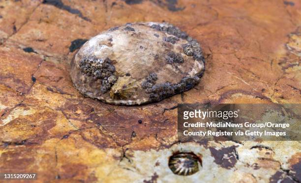 An owl limpet, a species of sea snail, with buckshot barnacles and a rough limpet living on top is found in tide pools at the Crystal Cove State...