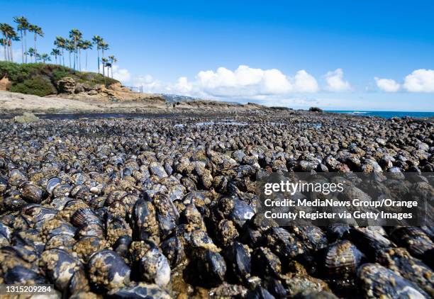 Sea Messusle 3,200 Sea Mussels Stock Photos, High-Res Pictures, and Images - Getty ...