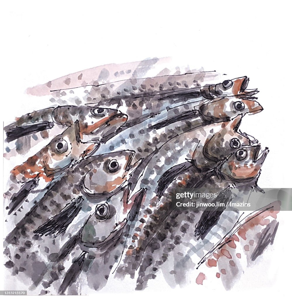 Alaska pollock