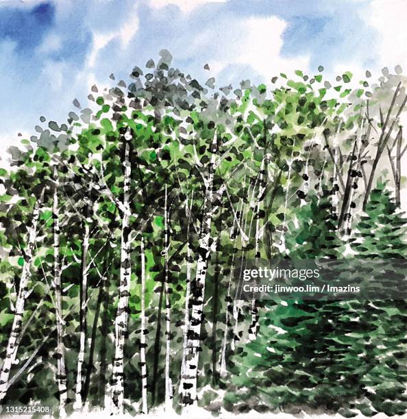 birch tree forest, russia - tree from below stock illustrations