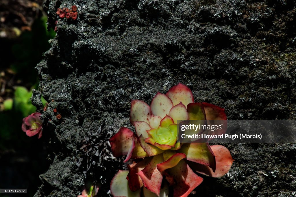 Aeonium Decorum