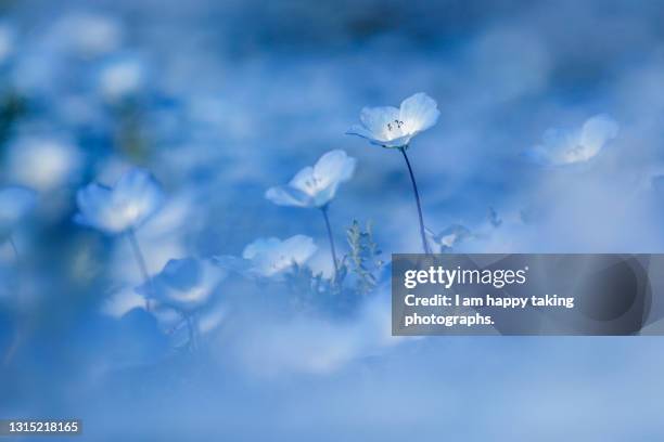 nemophila field - nemophila stock pictures, royalty-free photos & images