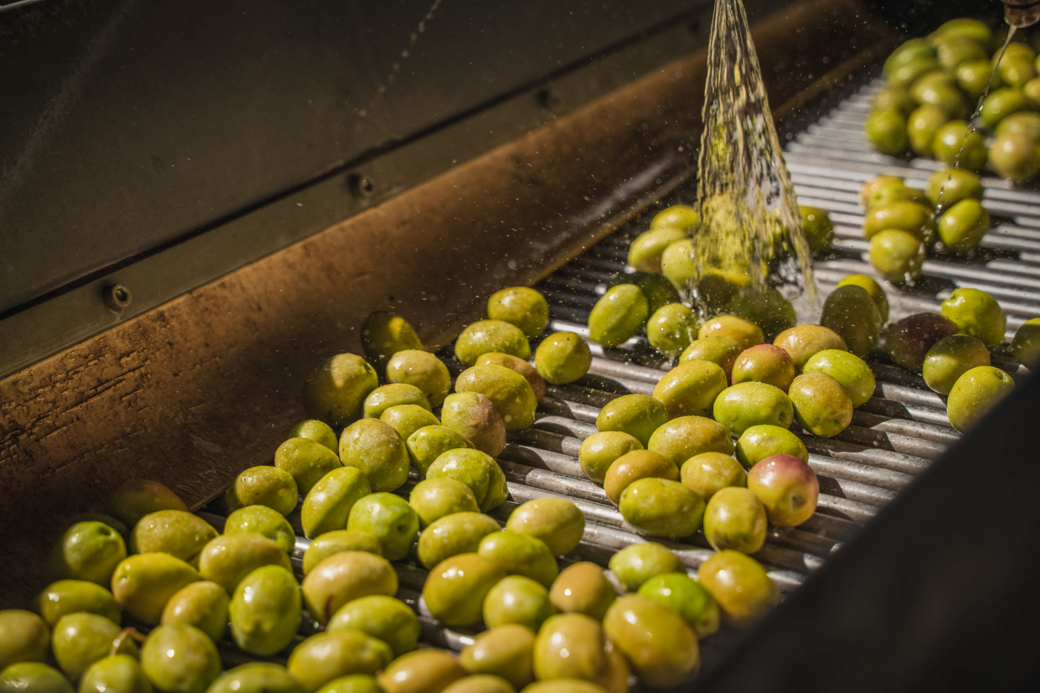 olive oil production