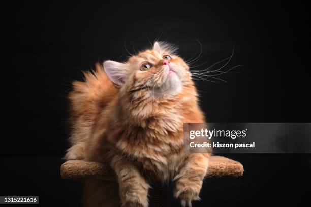 portrait of a cute persian kitten with black background . - rötliche katze stock-fotos und bilder