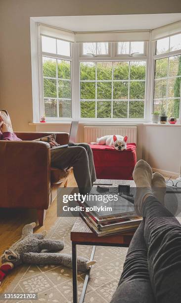 daily life with a dog - bay window interior stock pictures, royalty-free photos & images