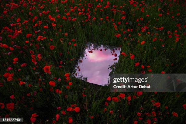 dreamlike picture of mirror reflecting the sunset sky between red poppies field during spring in spain. - sky reflection stock pictures, royalty-free photos & images