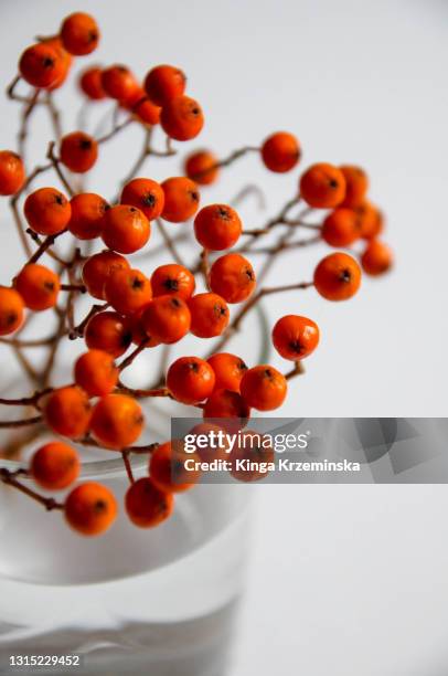 rowan - rowan tree stock pictures, royalty-free photos & images