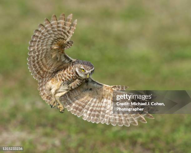 burrowing owl landing - mochuelo excavador fotografías e imágenes de stock