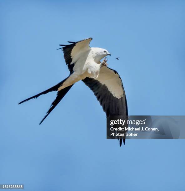 swallow-tailed kite catching bug - kite bird stock pictures, royalty-free photos & images