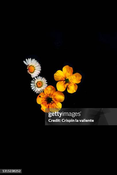 four wild flowers on black background, minimal style - hahnenfuß stock-fotos und bilder