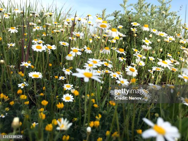 meadow with daisies by the sea - ox eye daisy stock pictures, royalty-free photos & images