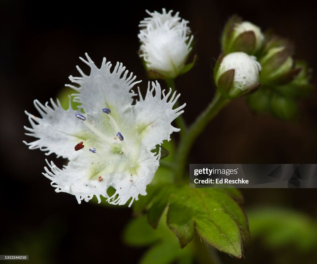 FRINGED PHACELIA WILDFLOWER (Phacelia fimbriata) Great Smoky Mountains National Park, Tennessee