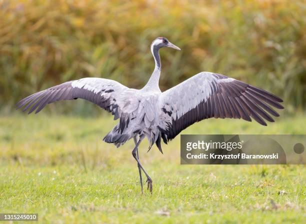common crane feeding - grou pássaro - fotografias e filmes do acervo