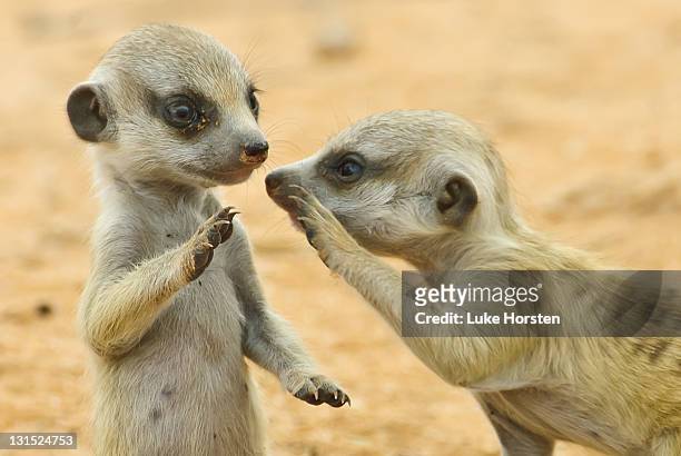 two young suricates - kalahari stock-fotos und bilder
