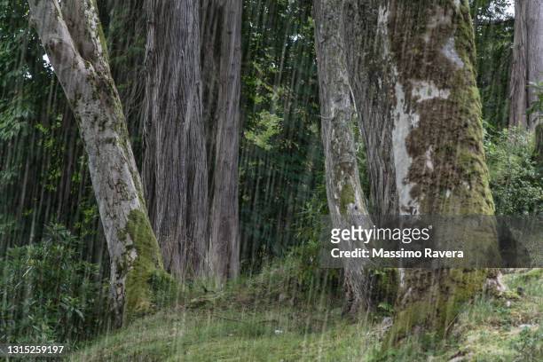 rain forest - torrential rain stock pictures, royalty-free photos & images