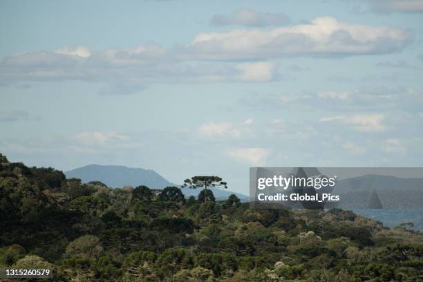 urupema - serra catarinense - serra - fotografias e filmes do acervo