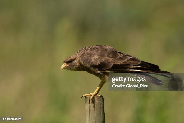 chimango caracara (milvago ximango) - chimango caracara stock pictures, royalty-free photos & images