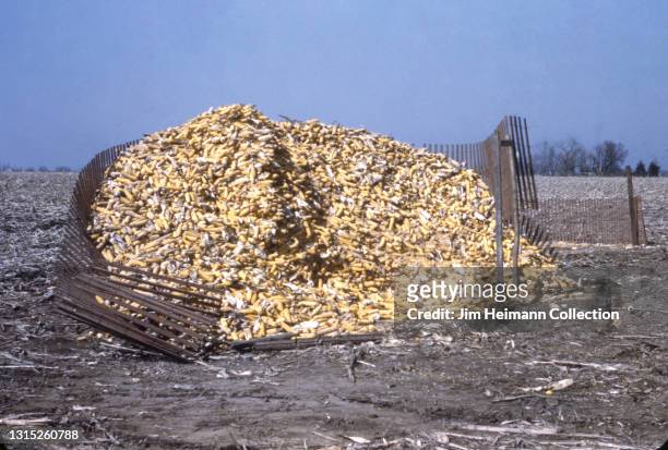 35mm film photo shows a pile of corn husks surrounded by a retaining fence that is busted open and falling apart, 1941.