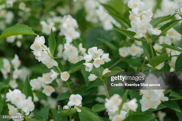 blooming jasmine bush-stock photo - jasmine stock pictures, royalty-free photos & images