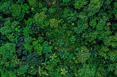 Aerial top view of a deforested part of rainforest with many palm trees still standing while other tree species have been logged
