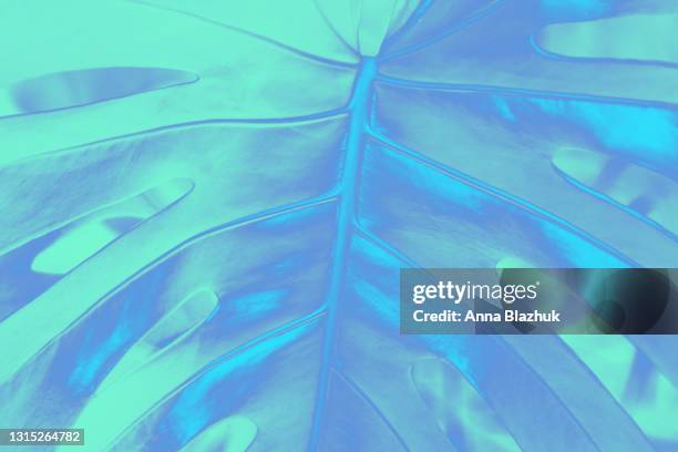 trendy neon close-up of tropical plant leaf in blue colors. botanical vivid background. - tropical music stockfoto's en -beelden