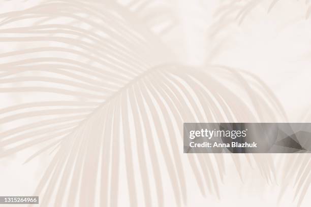 pastel neutral beige botanical background. trendy palm tree tropical backdrop. - dessin au pastel photos et images de collection